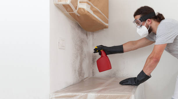 Professional Mold Remediation technician working in North Puyallup, WA