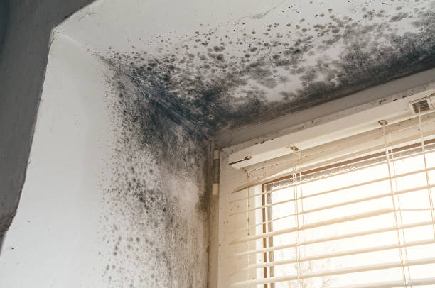Affordable Mold Remediation solutions in North Puyallup, WA