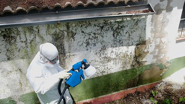 Top rated local Mold Remediation specialists in North Puyallup, WA